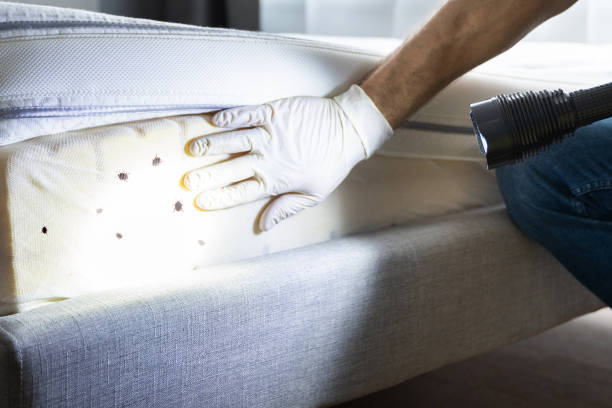 Best Termite Control Services  in Stamford, TX