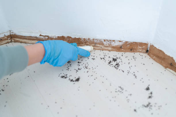 Best Bed Bug Extermination  in Stamford, TX